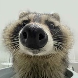 Luc
