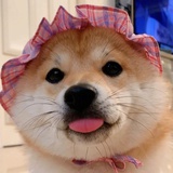 杨尔尔
