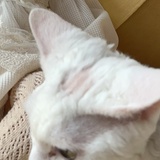 拒绝挖野菜