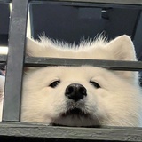 不吃包菜梗