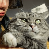 熊猫猫