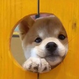 李李