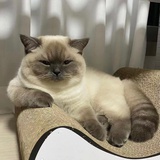 孤岛的蓝鲸