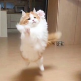 喜欢喝奶昔