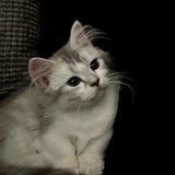 馒头片儿