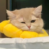 那就这样吧