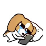 夸克暹罗猫