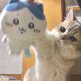 、想シ捻式悲殇
