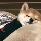 宋祖鹅（拍戏中
