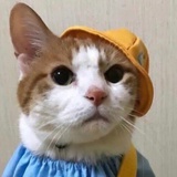 小猪馒头猫