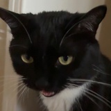 上世纪元气少女