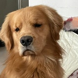不知道叫什么