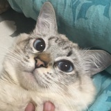 向你丢闪电