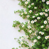Aria-