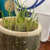 给加缪倒咖啡