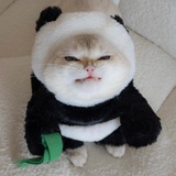 已注销