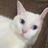 小猫不爱吃素