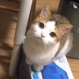鸭鸭