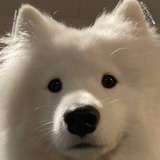 小辣鸡