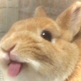 发条橙
