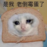 ฅ🐱ฅ