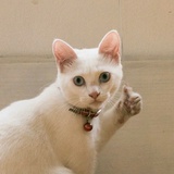 Nova