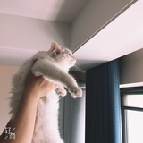 阿拉的兔子灰灰