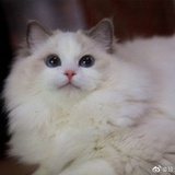 狂热香草