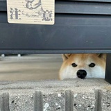 绿豆沙冰