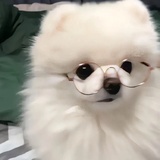kohoo