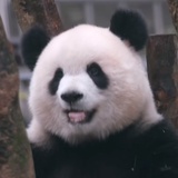 大脸啵
