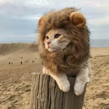 生啊活