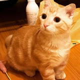 五行缺猫