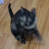 小熊猫猫猫