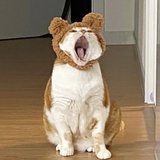 麦糯