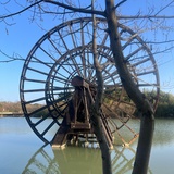 兰花小小