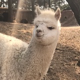 快好起来lucky