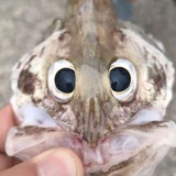 Franklin