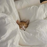 _^.-.^_