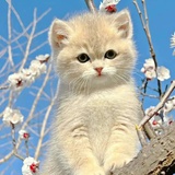 向阳花