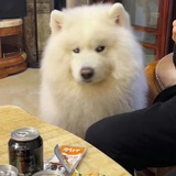 吃饭睡觉打豆子