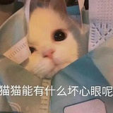 猫猫不要不开心