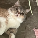 一拳超人