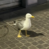 海月水母
