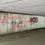 拱过白菜的🐷