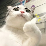 等灯等登。。。