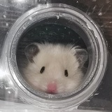 肥猪小胖的故事