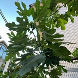 霓裳