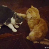 眠弦