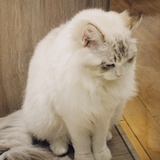 MOKA